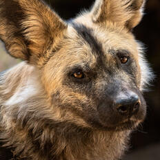Painted Dogs Painted Dogs
