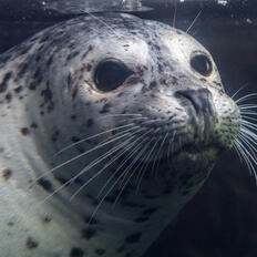 Seals Seals
