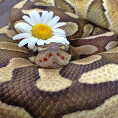 Ball Pythons Ball Pythons