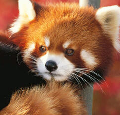 Red Pandas Red Pandas