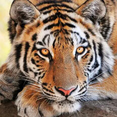 Tigers Tigers