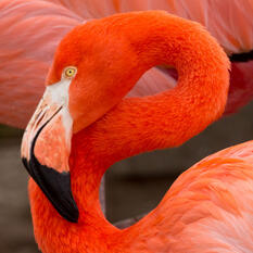 Flamingos